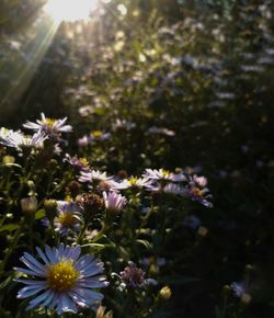 Close-up of flowers blooming outdoors