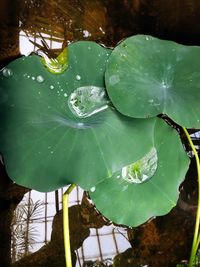 High angle view of water drops on leaves floating on lake