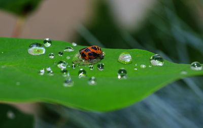 Close-up of water drops on insect over leaf