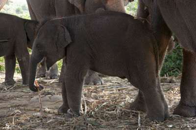 Elephant standing by trees