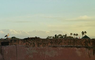 Birds against sky during sunset