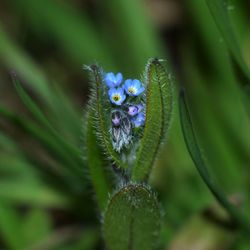 Forget me not wildflower and bud on background of green grass 