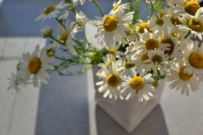 Close-up of white flowers