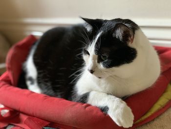 Close-up of hand holding cat at home