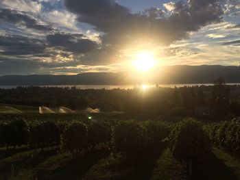 Scenic view of vineyard by lake against cloudy sky