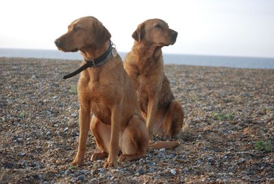 Dog on beach against sky