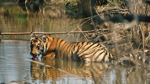 Tiger standing in water 