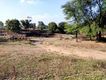 Trees on field against sky