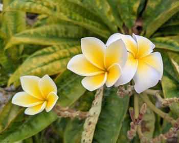 Close-up of yellow flowering plant