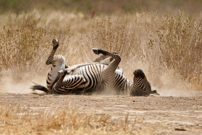 Two zebras in a field