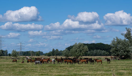 Horses grazing in a field