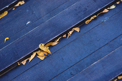 High angle view of leaves on bench