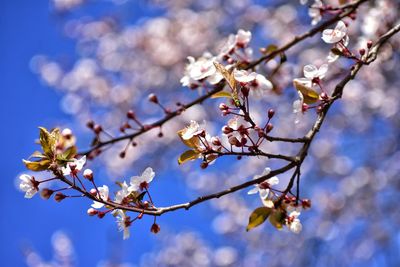 White cherry blooms