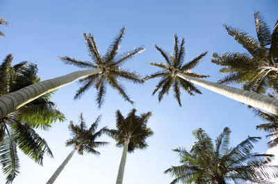 Low angle view of coconut palm trees against blue sky