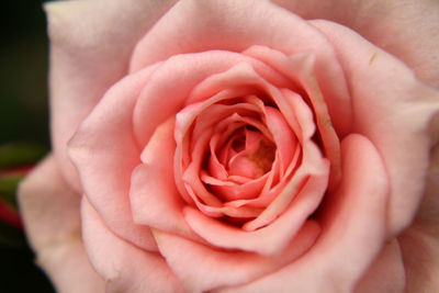 Close-up of rose