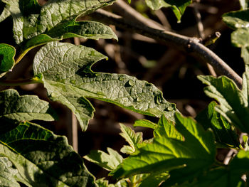 Close-up of fresh green leaves