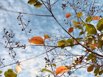 Low angle view of orange leaves on tree against sky