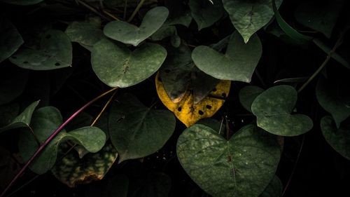 High angle view of water lily leaves in pond