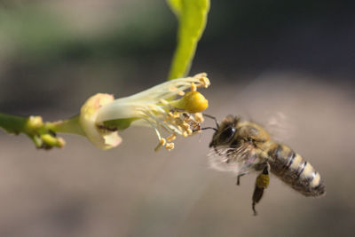 Close-up of bee pollinating on flower