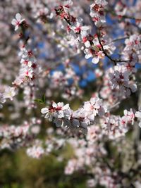 Close-up of cherry blossom tree