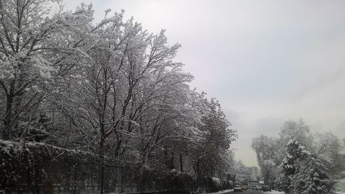 Trees against sky