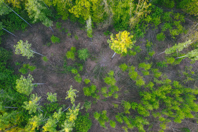 High angle view of trees growing in forest