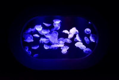 Close-up of jellyfish swimming in sea