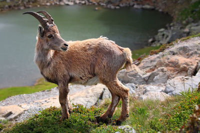 Bighorn sheep on mountain