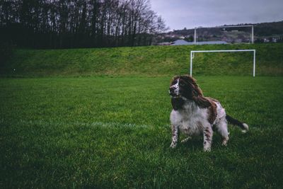 Dog on grass against sky