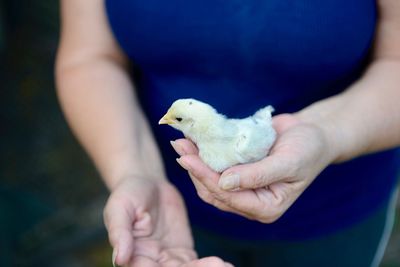 Close-up of hand holding bird