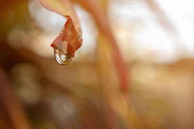 Close-up of water drops on leaf