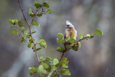 Bird perching on a tree