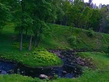 Scenic view of forest