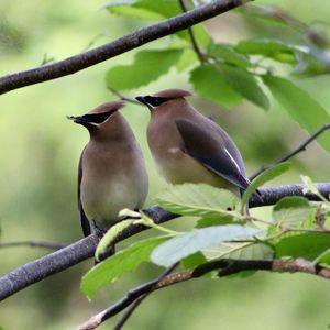 Bird perching on a branch