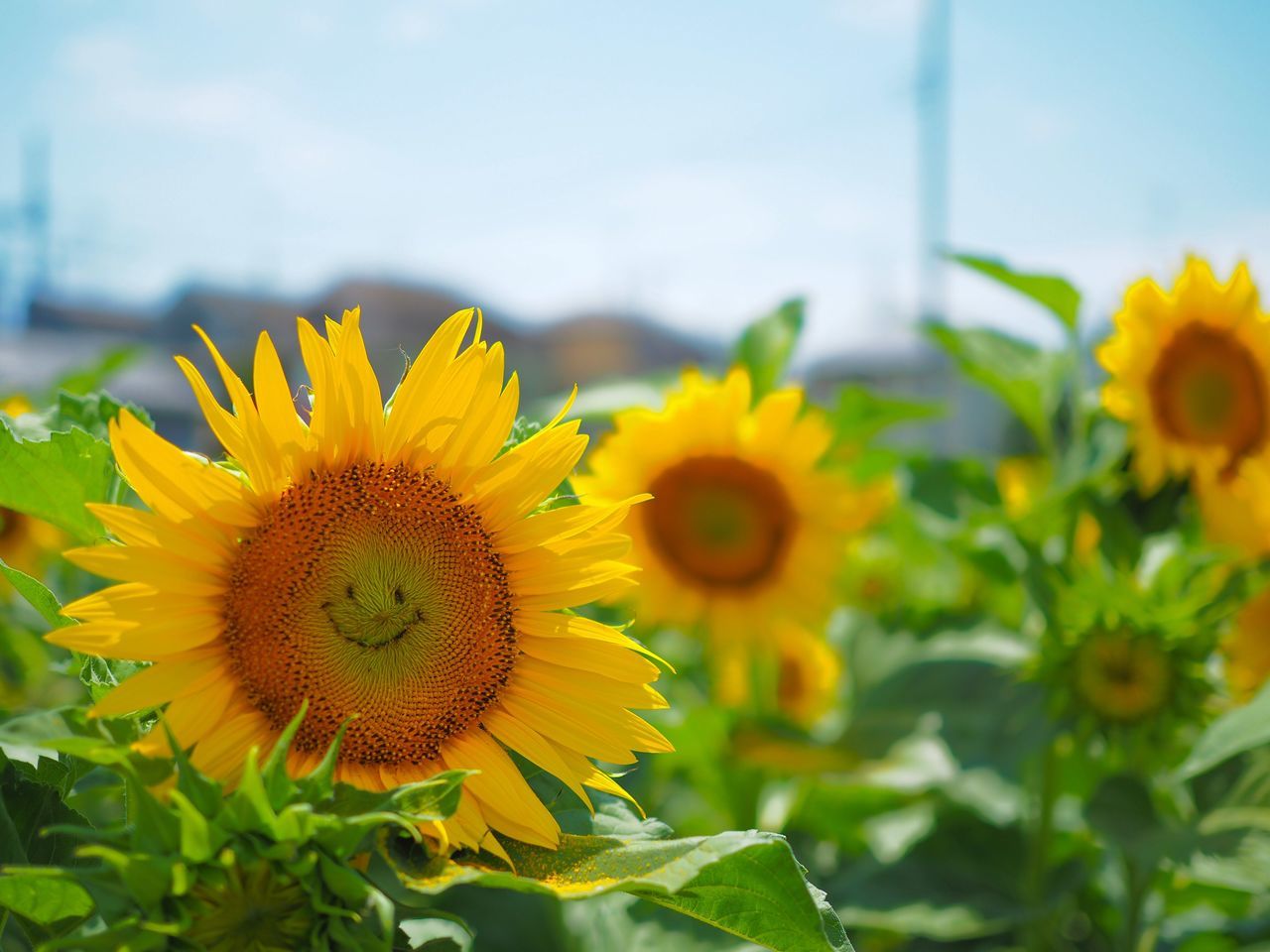 yellow, flower, plant, growth, nature, petal, beauty in nature, freshness, flower head, outdoors, fragility, no people, sunflower, close-up, day, leaf, blooming, sky