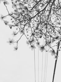 Low angle view of white flowers