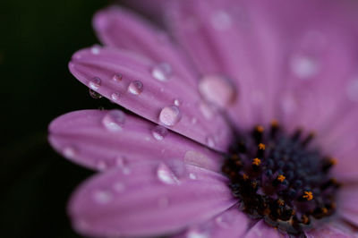 Close-up of pink flower with water drops