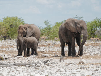 Elephant in a field