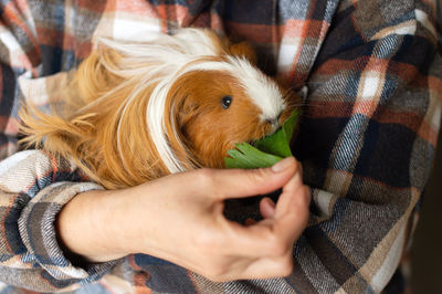 A man feeds a guinea pig with long hair with lettuce leaves