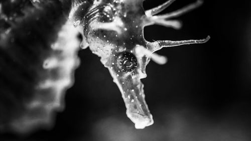 Close-up of frozen flower against black background