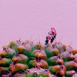 Close-up of pink cactus plant