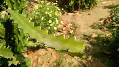 High angle view of plants