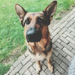 Portrait of dog