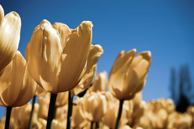 Spring season tulips