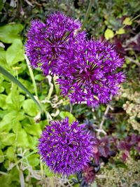 flowering plant