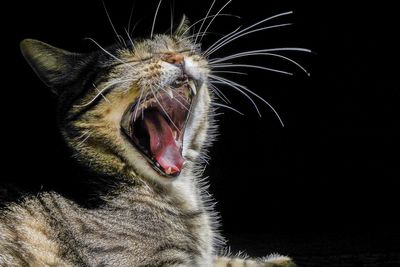 Close-up of a cat yawning