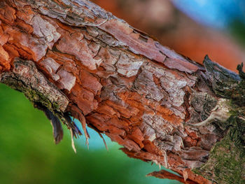 Close-up of tree trunk