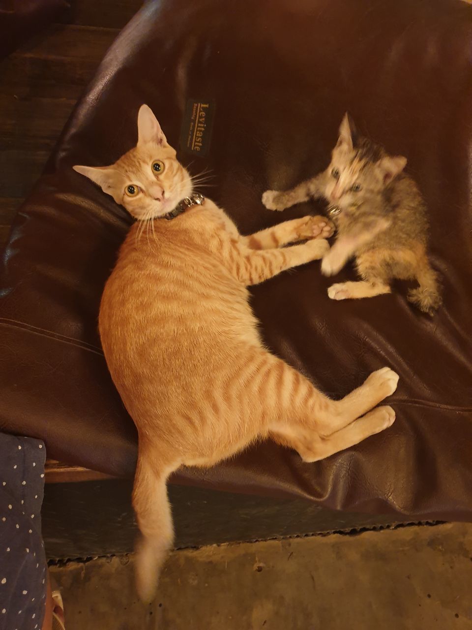 HIGH ANGLE VIEW OF TWO CATS ON FLOOR