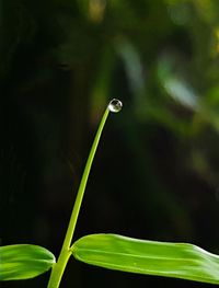 Close-up of water drops on leaf