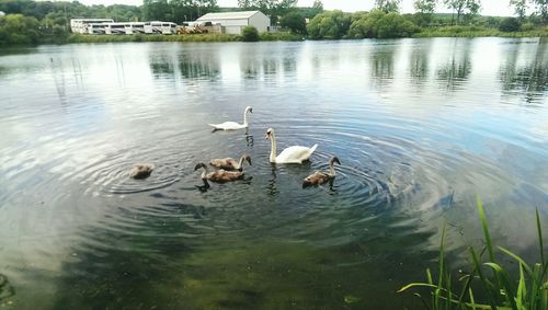 Ducks swimming in lake